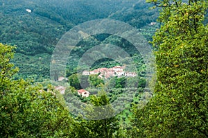 Lupicciano olive groves in Pistoia Tuscany Italy. A very small village in italian hills