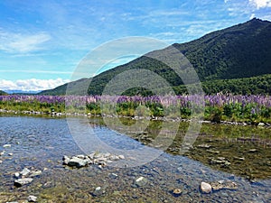 Lupin blossom natural field with water way reflection with mountain background