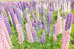 Lupin blossom purple colour close up, New Zealand