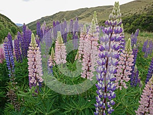 Lupin blossom purple and pink colour New Zealand