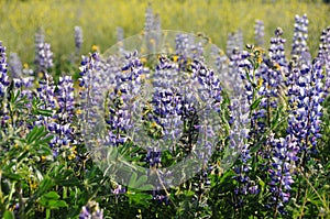 Lupin field
