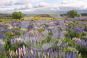 Lupin field