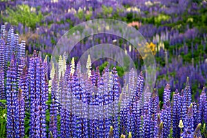 Lupin Field