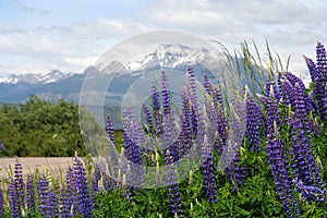 Lupin Field in Patagonia