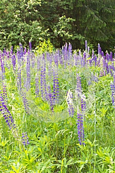 Lupin field with purple and blue flowers. Beautiful lupine flowers among bright greenery