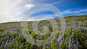 A lupin field with purple lupins in Iceland.