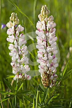 Lupin Flower