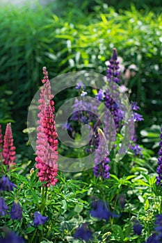 Lupin flower on a blurred background