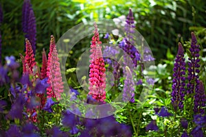 Lupin flower on a blurred background