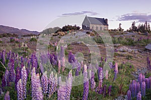 Lupin flower and Chapel of Shepherds by lake Tekapo, New Zealand