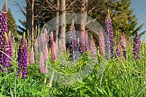 Lupin flower full bloom condition New Zealand