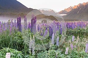 Lupin flower full boom morning seen with mountain background, New Zealand