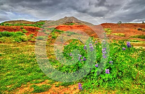 Lupin flower in Haukadalur Valley - Iceland