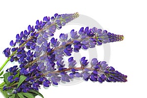 Lupin flower isolated on a white background. Bouquet of wild flowers