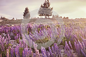 Lupin flower by lake Tekapo, New Zealand