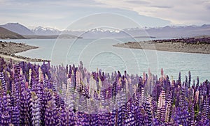 Lupin flower by lake Tekapo, New Zealand