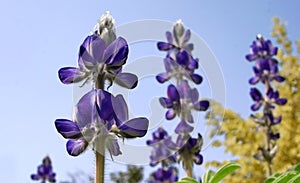 Lupin flowers