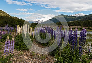 Lupin flowers growing at Pampa Linda, Patagonia photo