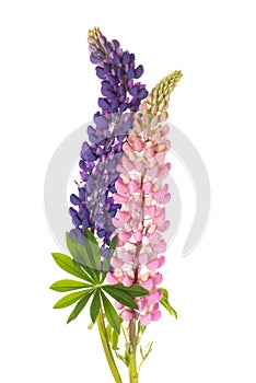 Lupin flowers