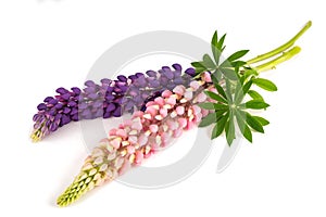 Lupin flowers