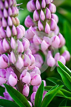 Lupin flowers (Lupinus)