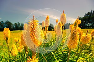 Lupin flowers in New Zealand