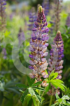 Lupin flowers