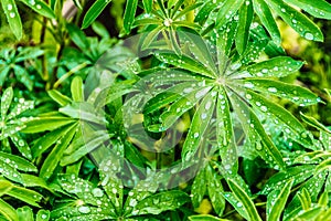 Lupin leaves with dew drops in summer garden