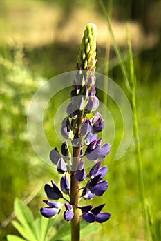Lupin, lupine field with pink purple and blue flowers. summer flower background
