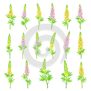 Lupin or Lupine Flowering Plant with Palmately Green Leaves and Dense Flower Whorl Big Vector Set photo