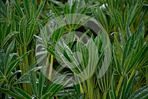 Lupin lupinus growing in Huascaran National Park