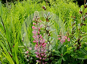 Lupin pink flower in green grass in the field.