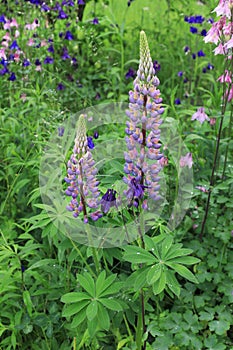 Lupin purple flowers blooms in the garden