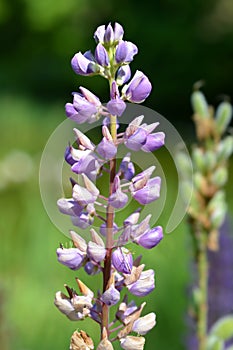 Lupin Russel Hybrids