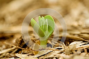 Lupin sprout