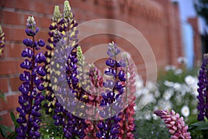 Lupin or wolf bean Lupinus is a genus of plants from the Legume family