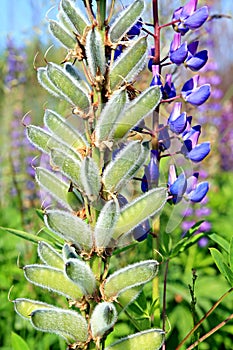 Lupine