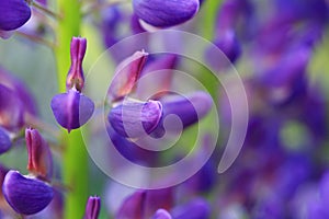 Lupine photo