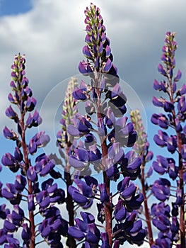 Lupine