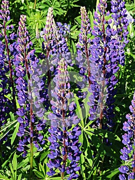 Lupine