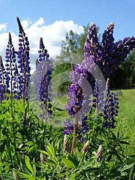 Lupine