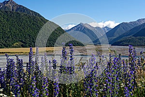 Lupine along the Great Alpine Highway, New Zealand