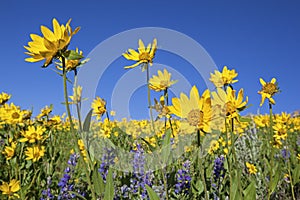 Lupine and Arnica wildflowers flowers