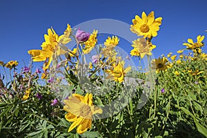 Sticky geranium Arnica wildflowers mountains flowers