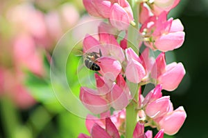 Lupine and bee