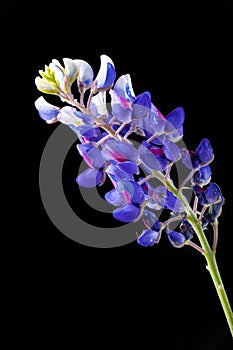 Lupine on black background. Official Texas State flower, blue bonnet isolated on black background