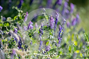 Lupine blooming at Mount Spokane State Park