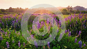 Lupine Blooms in a Field at Sunset