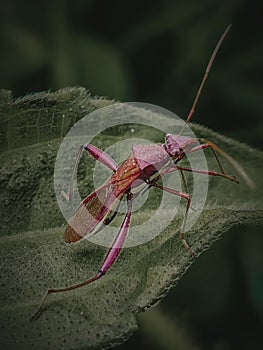Lupine Bug photo