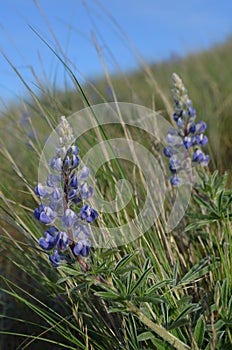 Lupine in Bunchgrass, Horse Heaven Hills, Eastern Washington State, Springtime Flora